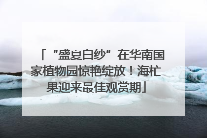 “盛夏白纱”在华南国家植物园惊艳绽放！海杧果迎来最佳观赏期