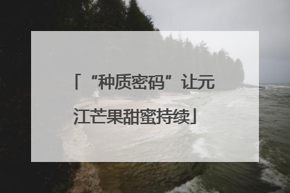 “种质密码”让元江芒果甜蜜持续