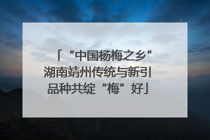 “中国杨梅之乡”湖南靖州传统与新引品种共绽“梅”好