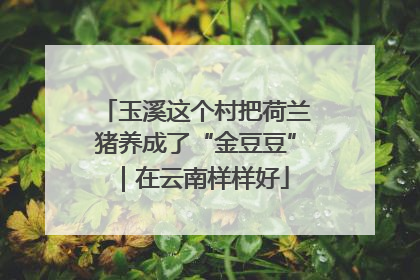玉溪这个村把荷兰猪养成了“金豆豆”｜在云南样样好