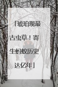 琥珀现最古虫草！寄生蚂蚁历史达亿年