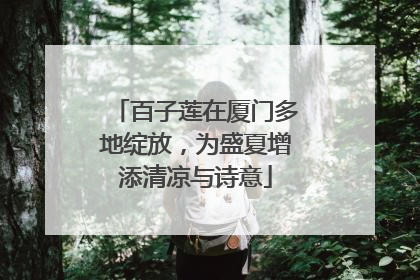 百子莲在厦门多地绽放，为盛夏增添清凉与诗意