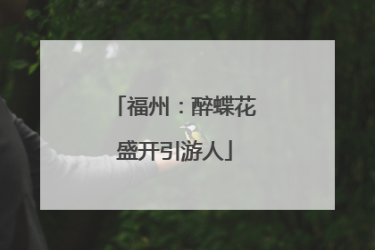 福州：醉蝶花盛开引游人