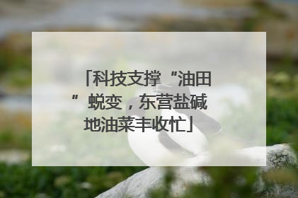 科技支撑“油田”蜕变，东营盐碱地油菜丰收忙
