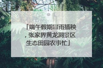 端午假期冒雨插秧，张家界黄龙洞景区生态田园农事忙