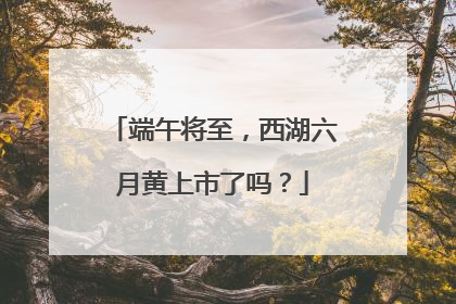 端午将至，西湖六月黄上市了吗？