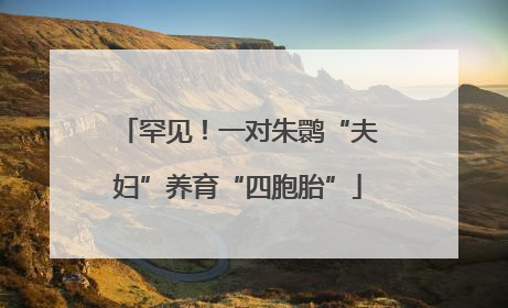 罕见！一对朱鹮“夫妇”养育“四胞胎”