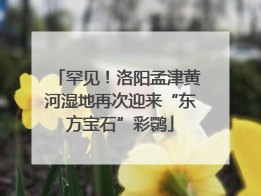 罕见！洛阳孟津黄河湿地再次迎来“东方宝石”彩鹮