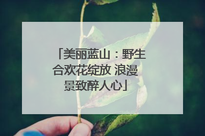 美丽蓝山：野生合欢花绽放 浪漫景致醉人心