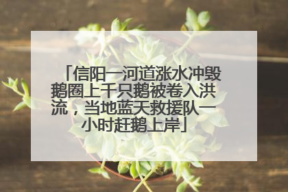 信阳一河道涨水冲毁鹅圈上千只鹅被卷入洪流，当地蓝天救援队一小时赶鹅上岸