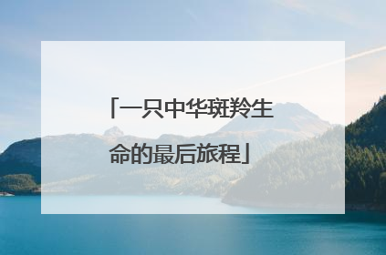 一只中华斑羚生命的最后旅程