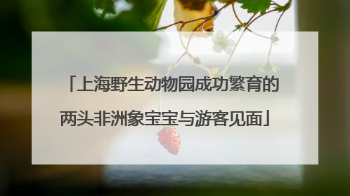 上海野生动物园成功繁育的两头非洲象宝宝与游客见面