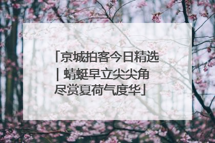 京城拍客今日精选｜蜻蜓早立尖尖角 尽赏夏荷气度华
