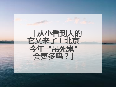 从小看到大的它又来了！北京今年“吊死鬼”会更多吗？