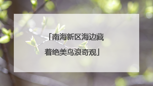 南海新区海边藏着绝美鸟浪奇观
