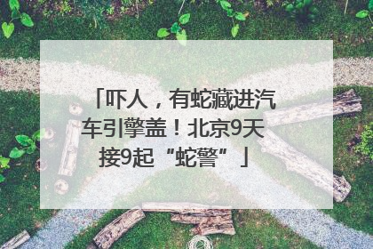 吓人，有蛇藏进汽车引擎盖！北京9天接9起“蛇警”