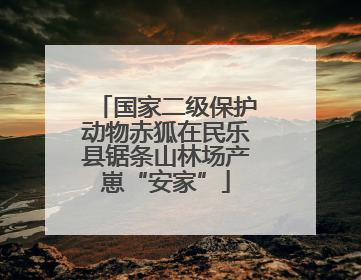国家二级保护动物赤狐在民乐县锯条山林场产崽“安家”