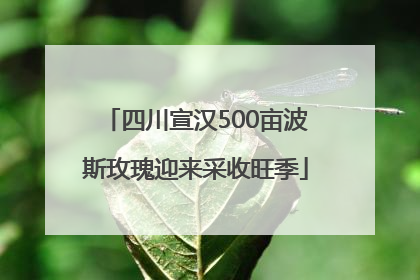 四川宣汉500亩波斯玫瑰迎来采收旺季