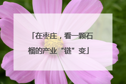 在枣庄，看一颗石榴的产业“链”变