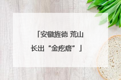 安徽旌德 荒山长出“金疙瘩”