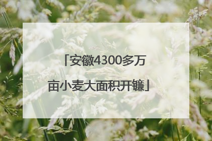 安徽4300多万亩小麦大面积开镰