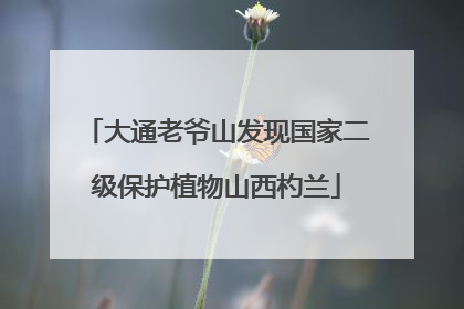 大通老爷山发现国家二级保护植物山西杓兰
