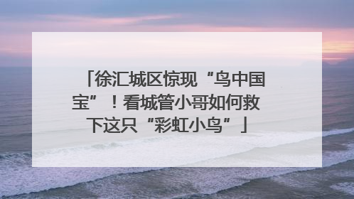 徐汇城区惊现“鸟中国宝”！看城管小哥如何救下这只“彩虹小鸟”