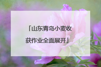 山东青岛小麦收获作业全面展开