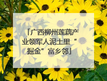 广西柳州莲藕产业领军人泥土里“掘金”富乡邻