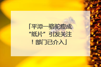 平潭一骆驼瘦成“纸片”引发关注！部门已介入