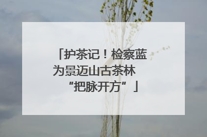 护茶记！检察蓝为景迈山古茶林 “把脉开方”