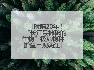 时隔20年！“长江最神秘的生物”极危物种鳤鱼重现赣江