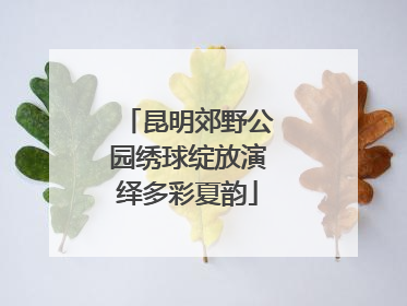 昆明郊野公园绣球绽放演绎多彩夏韵
