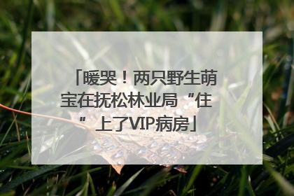 暖哭！两只野生萌宝在抚松林业局“住”上了VIP病房