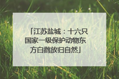 江苏盐城：十六只国家一级保护动物东方白鹳放归自然