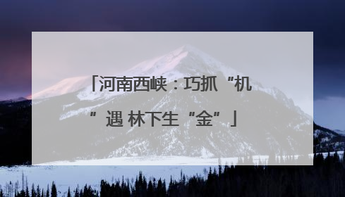 河南西峡：巧抓“机”遇 林下生“金”