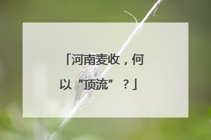 河南麦收，何以“顶流”？