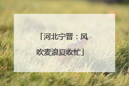 河北宁晋：风吹麦浪夏收忙