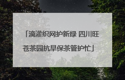 滴灌织网护新绿 四川旺苍茶园抗旱保茶管护忙