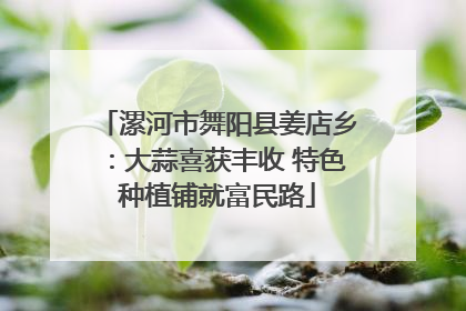 漯河市舞阳县姜店乡：大蒜喜获丰收 特色种植铺就富民路
