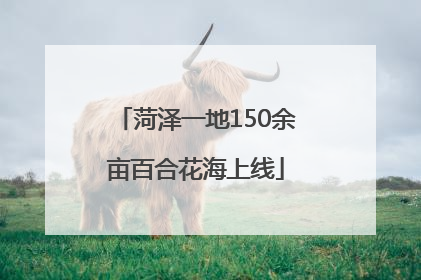 菏泽一地150余亩百合花海上线