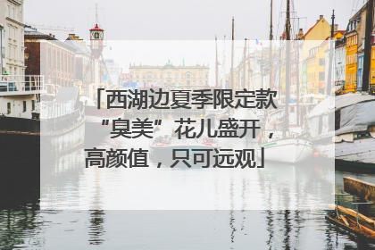 西湖边夏季限定款“臭美”花儿盛开，高颜值，只可远观