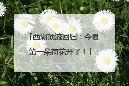 西湖顶流回归：今夏第一朵荷花开了！