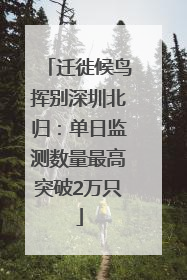 迁徙候鸟挥别深圳北归：单日监测数量最高突破2万只