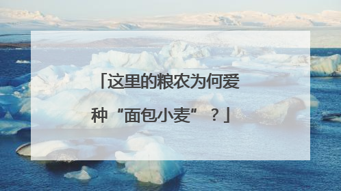 这里的粮农为何爱种“面包小麦”？