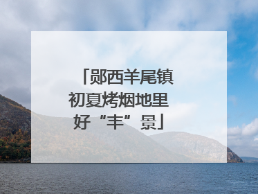郧西羊尾镇初夏烤烟地里好“丰”景