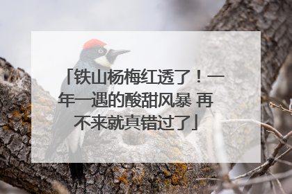 铁山杨梅红透了！一年一遇的酸甜风暴 再不来就真错过了