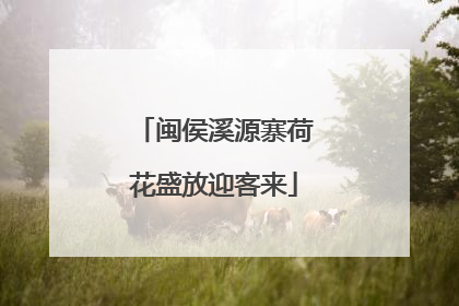 闽侯溪源寨荷花盛放迎客来