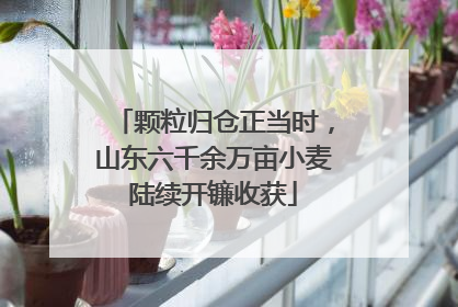 颗粒归仓正当时，山东六千余万亩小麦陆续开镰收获