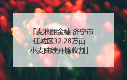 麦浪翻金穗 济宁市任城区32.28万亩小麦陆续开镰收割